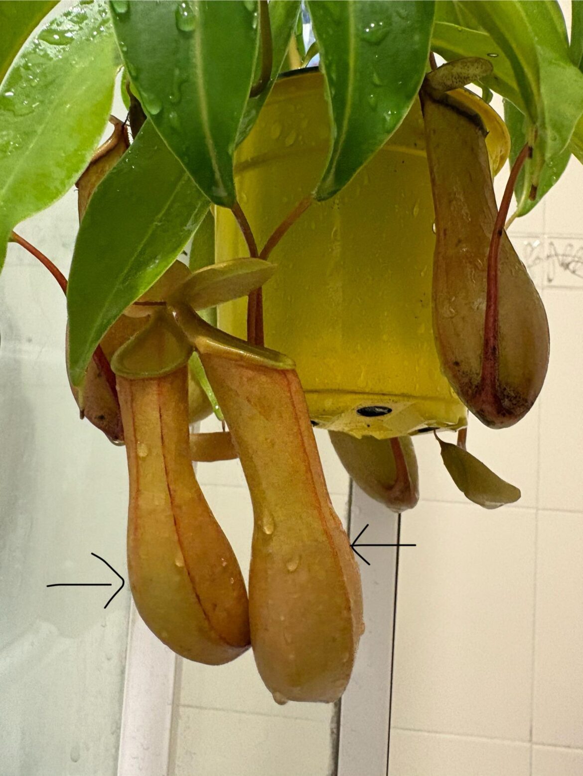 Should I pour water out of pitcher plants