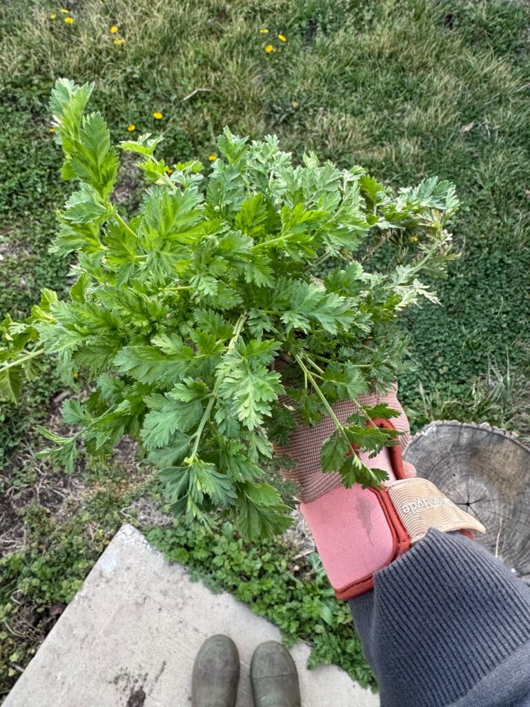 Growing around my yard
