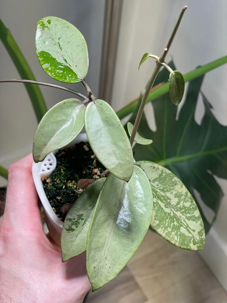 I moved this plant two inches closer to the grow light a week ago (before/after)