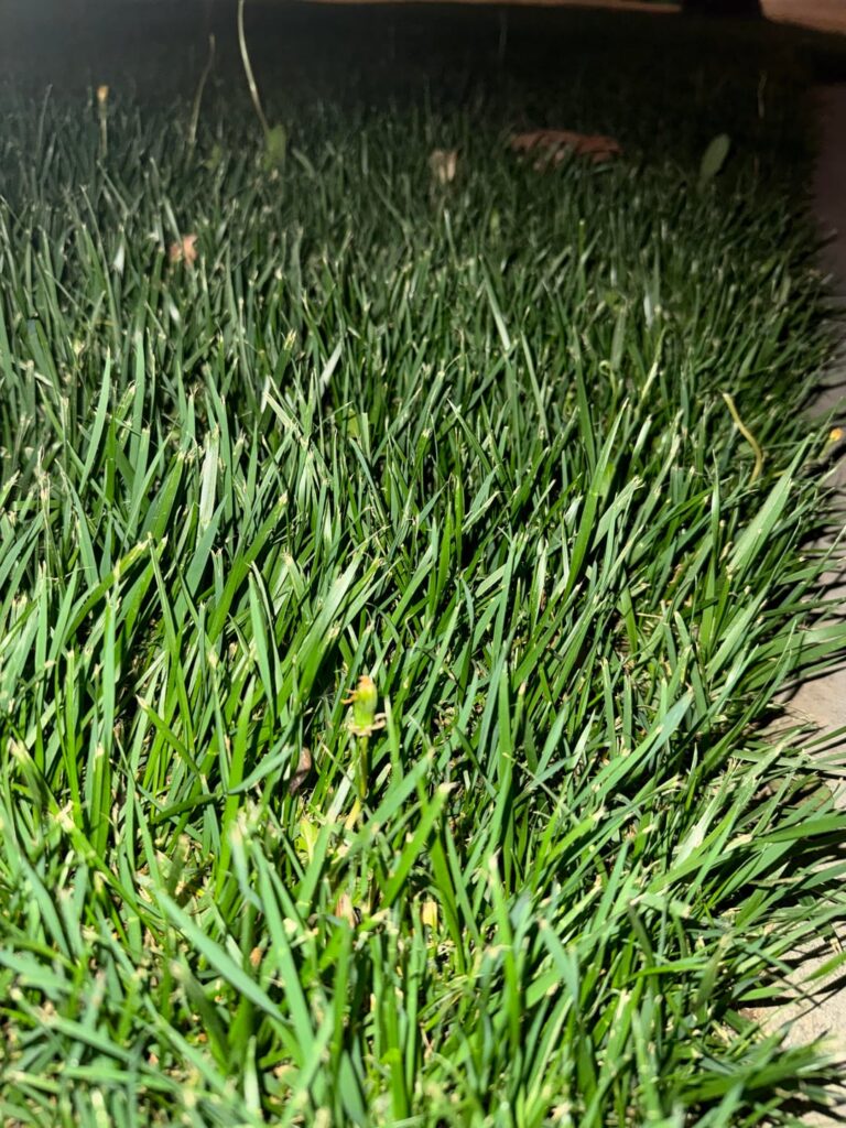 Just spent an hour trying to identify my grass.