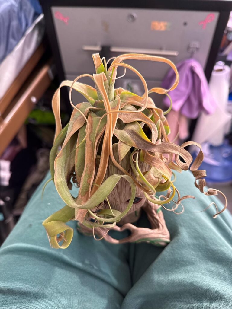 Just gotta ask my fellow air plant lovers!1