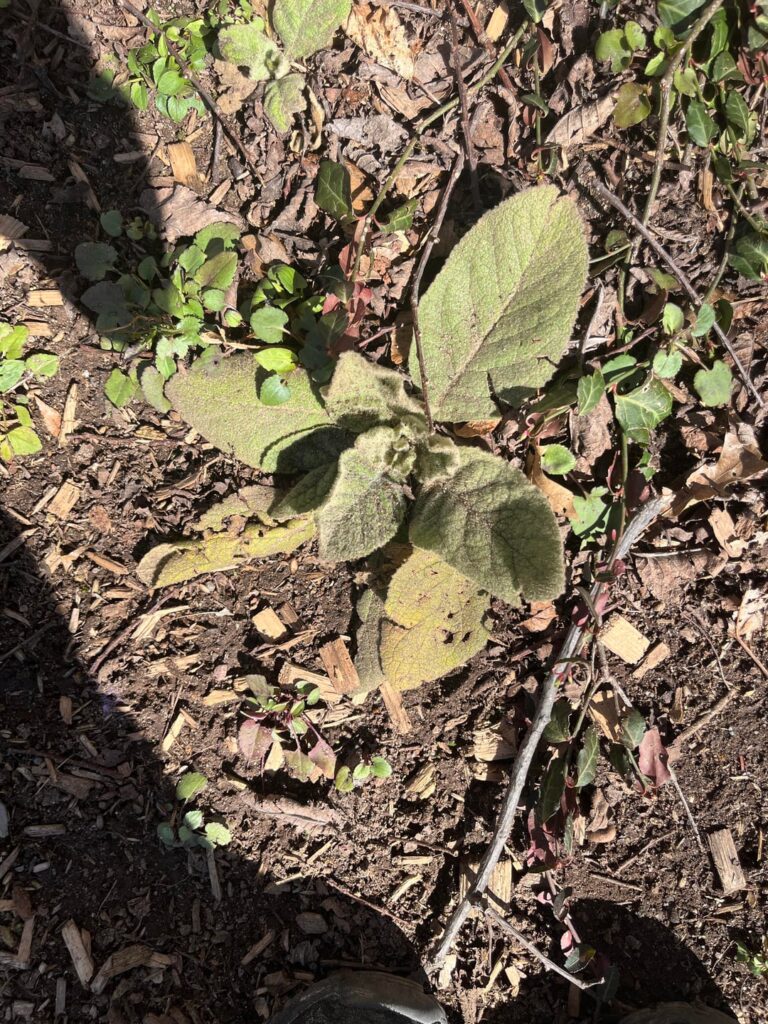 Mullein found!