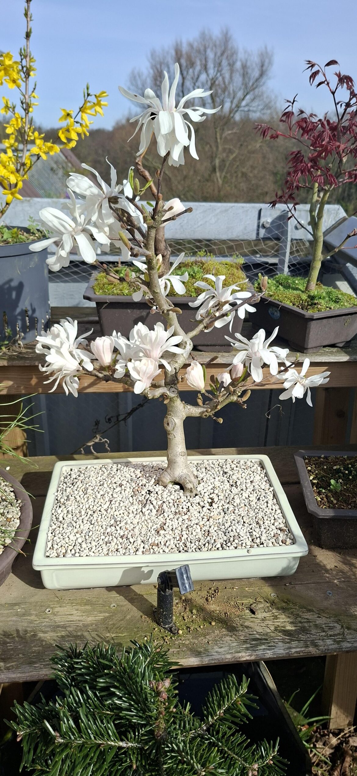 Magnolia update