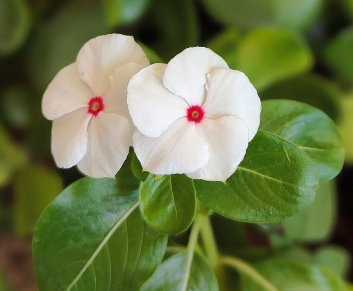 Madagascar periwinkle.