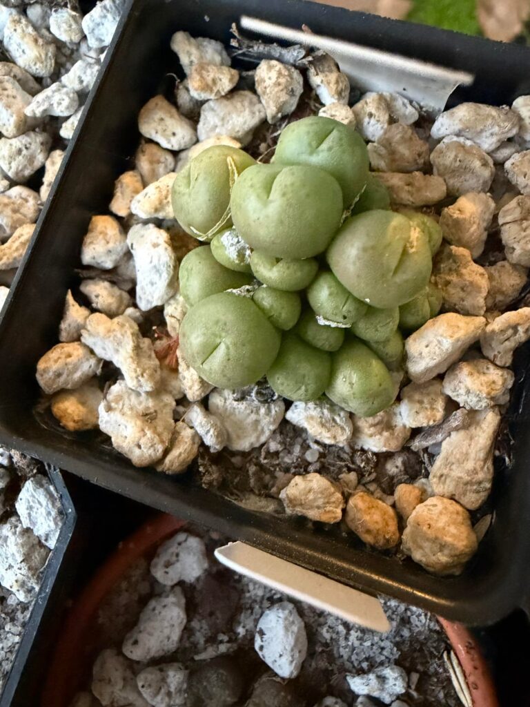 Conos just starting to go to sleep, and stomatium cuttings finally moved out of the shade.