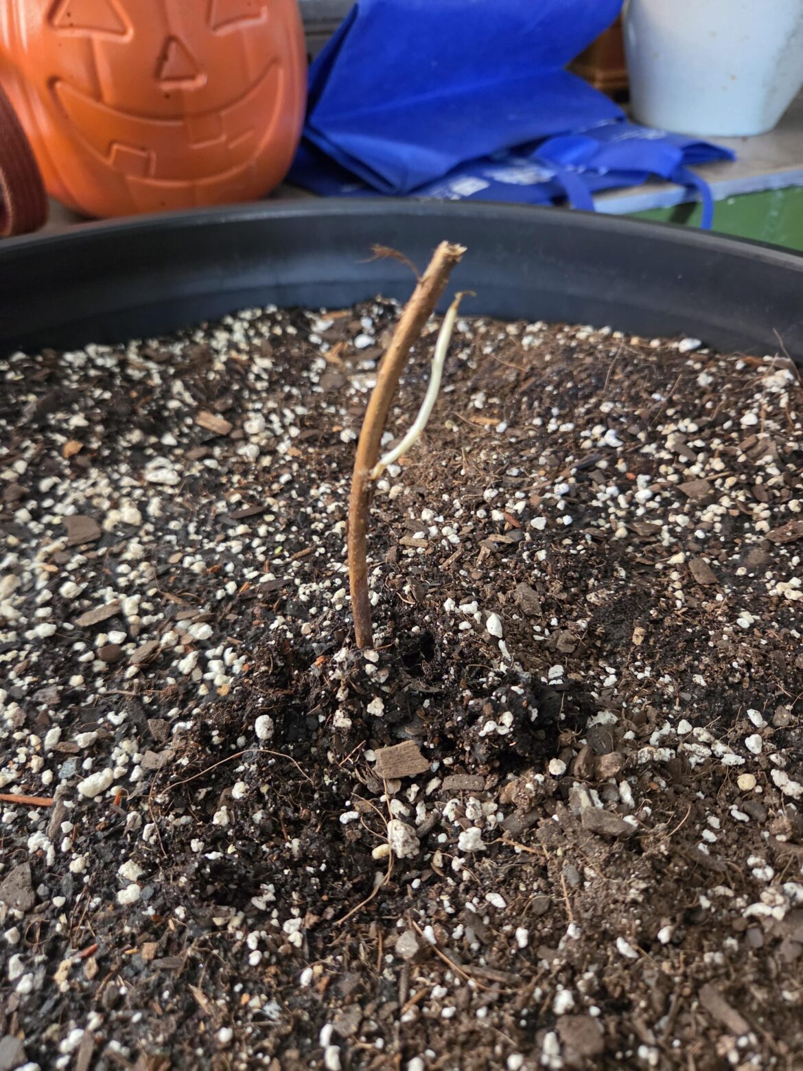 Is this raspberry bush done for?