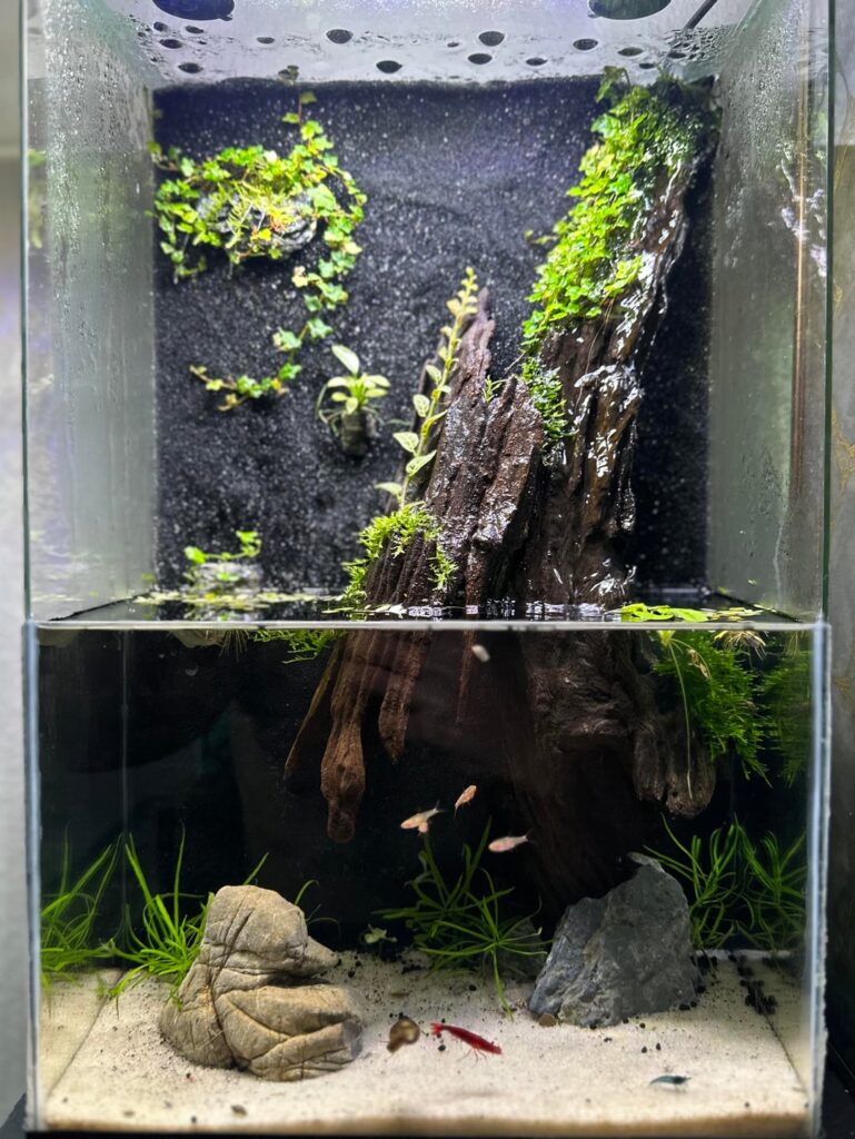 My enthusiastic 1st paludarium build My enthusiastic 1st paludarium build