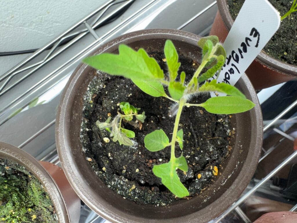 Is my tomato seedling diseased?