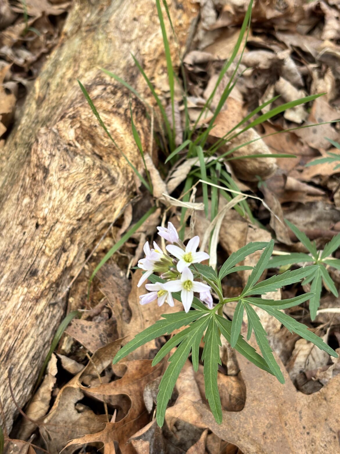 It’s nice to see ur flower, cut leaf toothwort