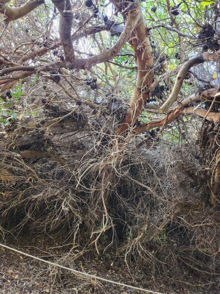 What Dis Tree? Morro Bay, California