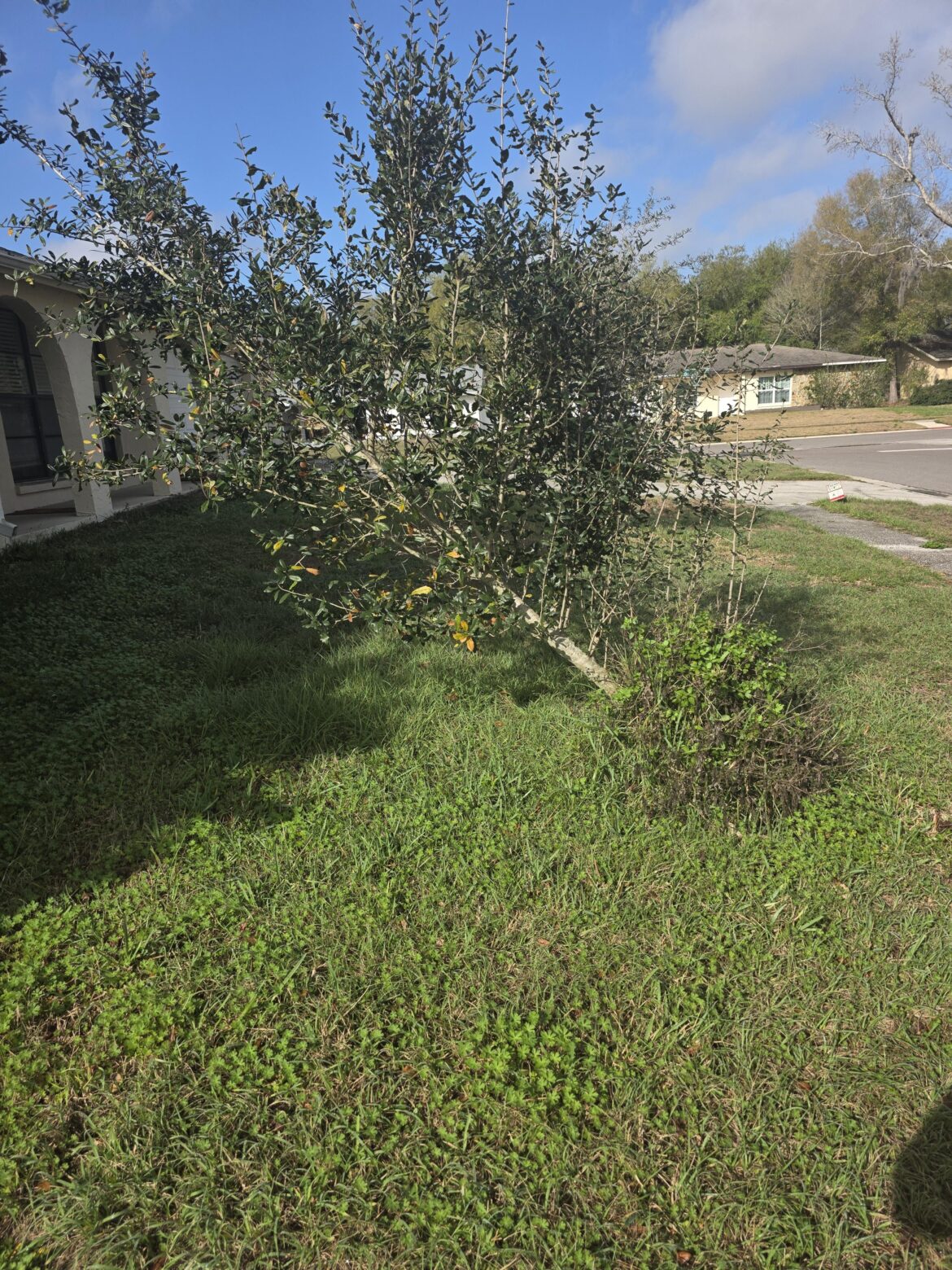 How do I straighten this tree?