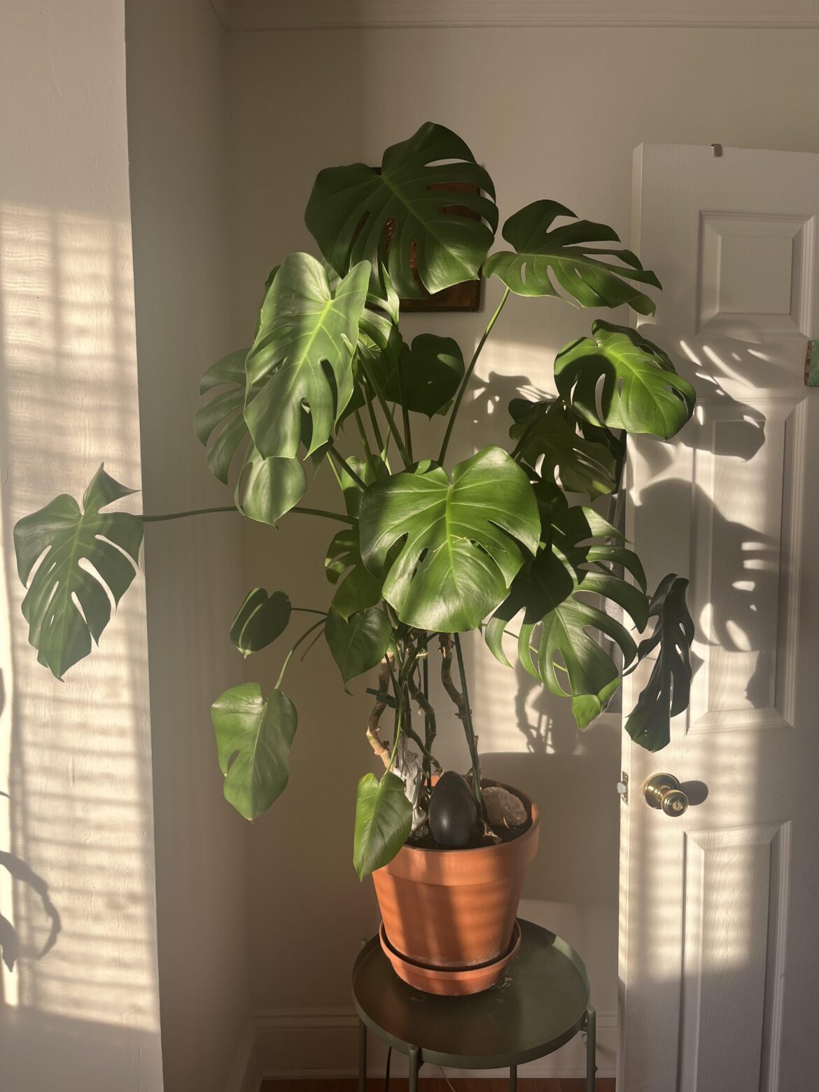 basking in the morning light!
