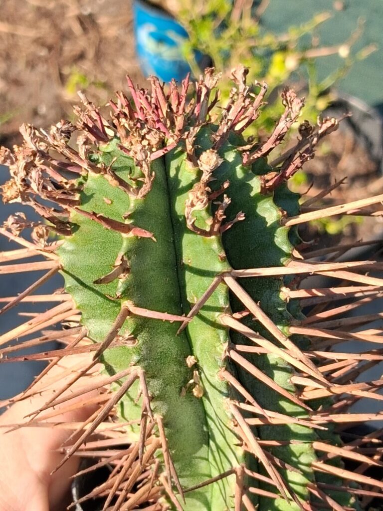 No clue, it just came as assorted. Almost thought enopla but truly don't know.