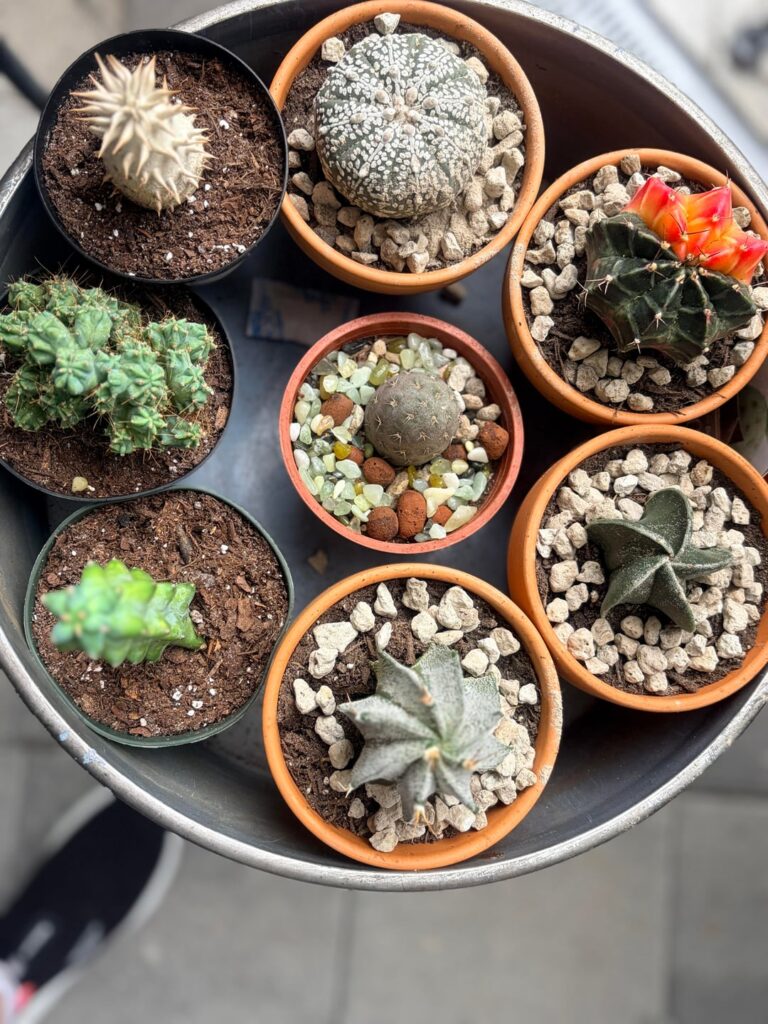 Repotted my rare Walmart cactus