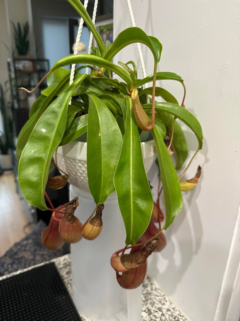 Please help me ID this nepenthes my husband bought me!