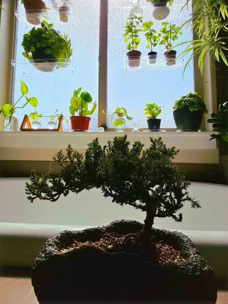 My little Oasis My little Oasis