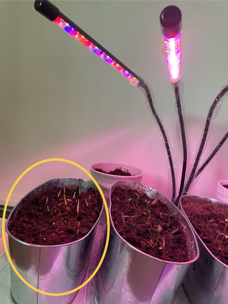 Grow light & Monstera Sprouts