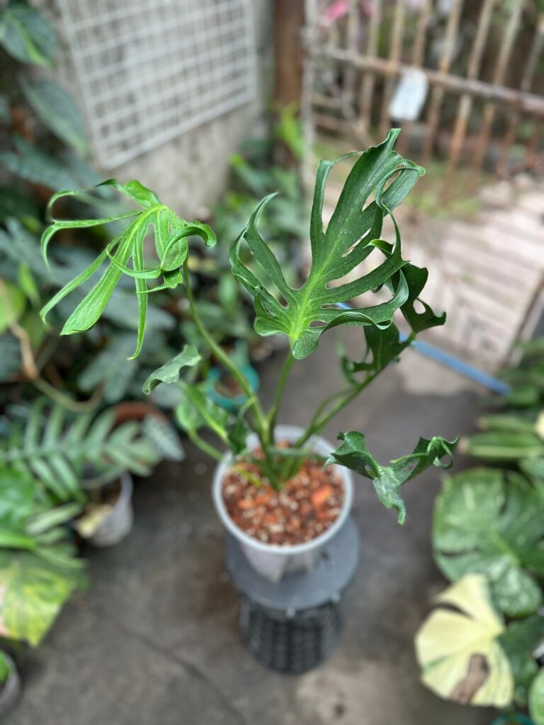 My second Monstera Unniiae