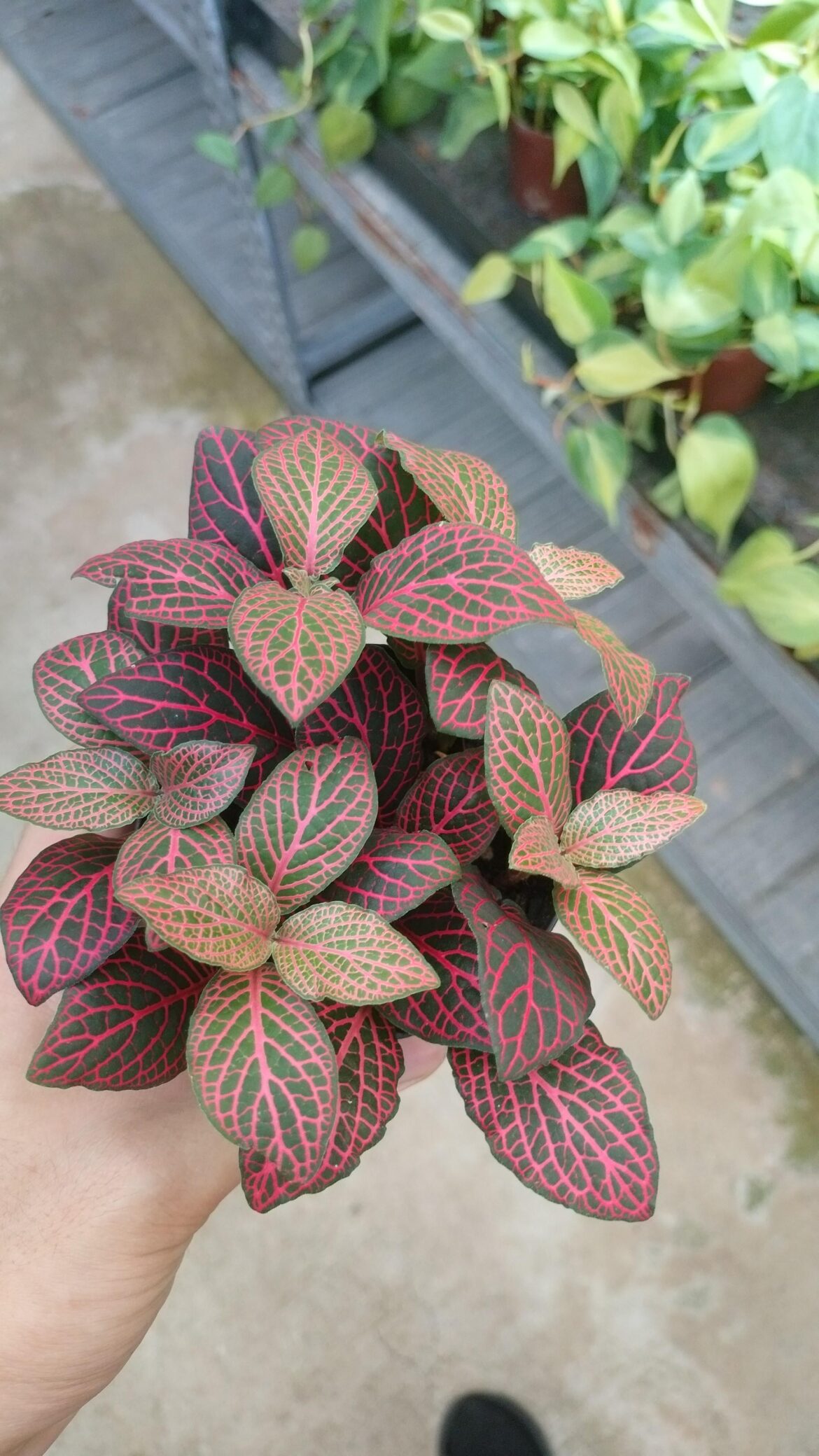 Is Fittonia suitable? Especially when my setup has a rain feature