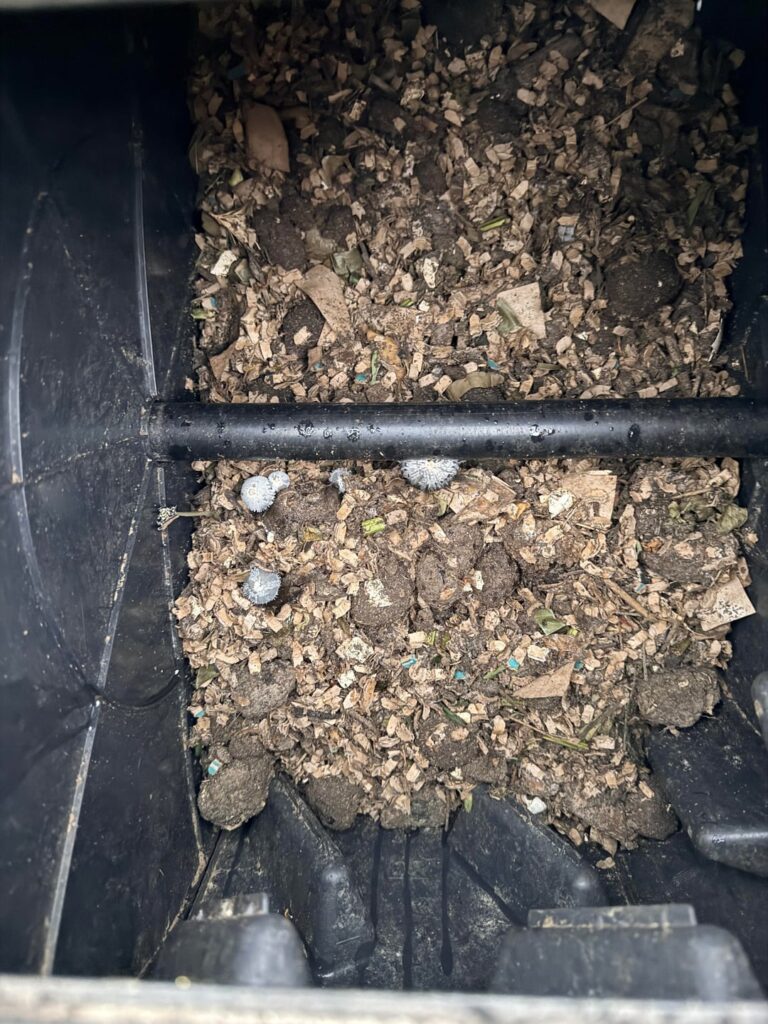 Overnight Mushroom Party. But my worms?