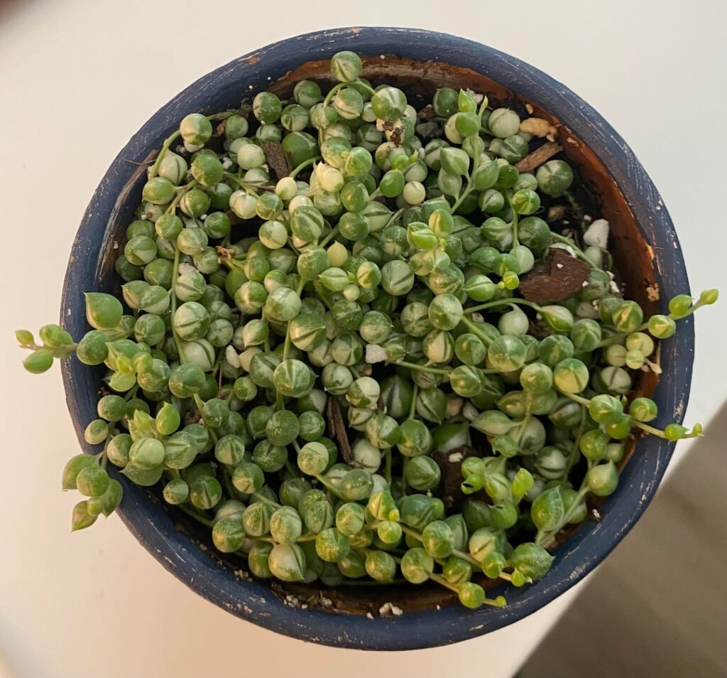 Variegated pearls finally taking off with growth!