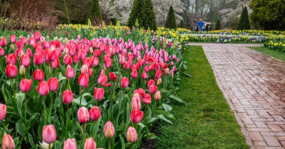 Spring Blooms returns to Longwood Gardens with tulips, flowering trees and extended hours Spring Blooms returns to Longwood Gardens with tulips, flowering trees and extended hours