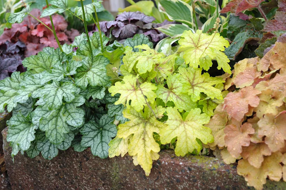 heucherella 'alabama sunrise'