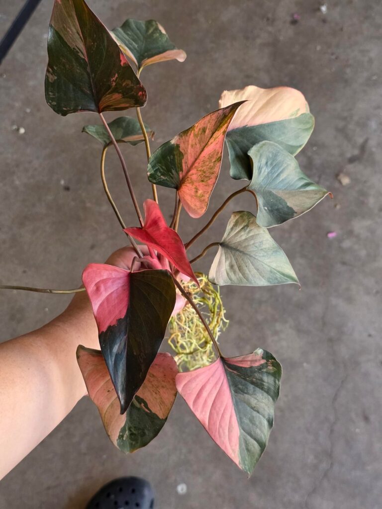 Chopped my Homalomena Pink Diamond one last time