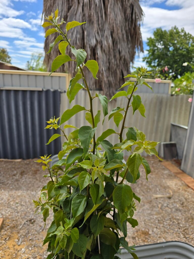 Is this some kind of tomato plant? Is this some kind of tomato plant?