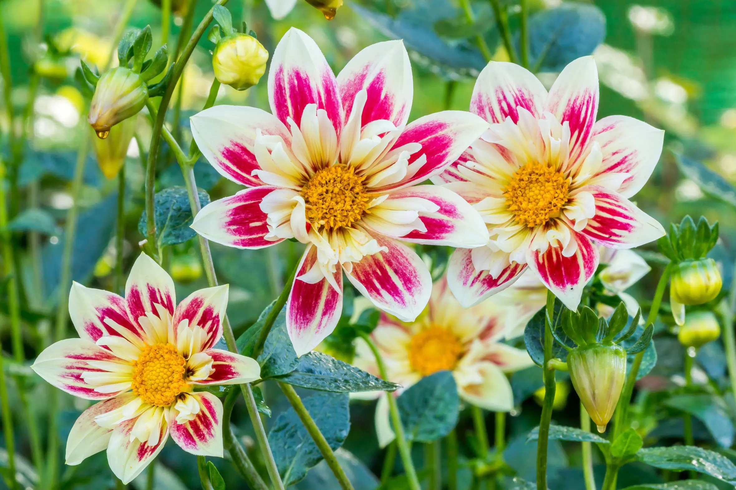 Dahlia 'Fashion Monger' with white petals streaked in red and a yellow center.