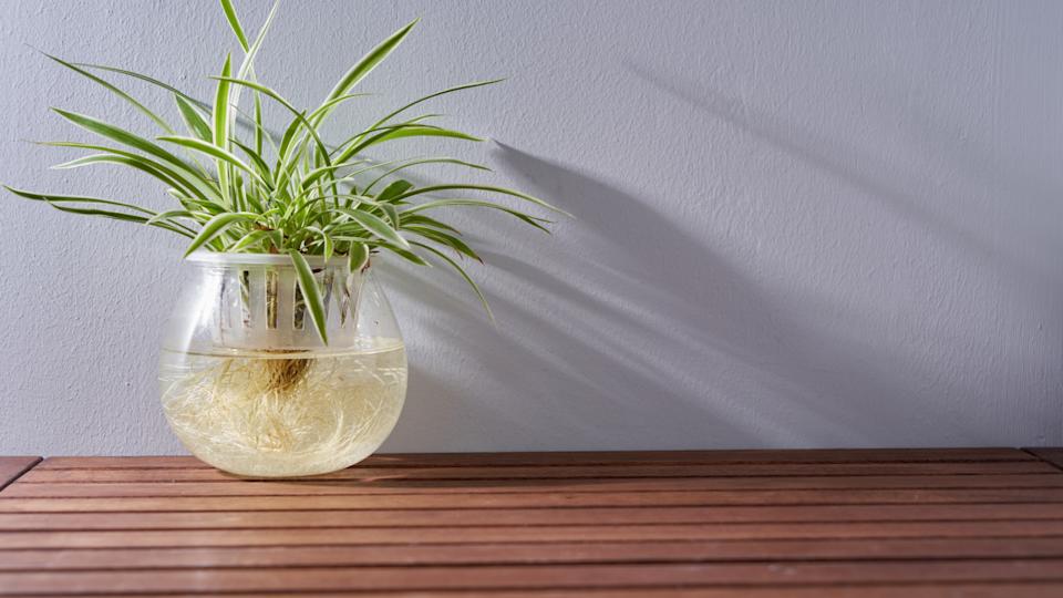 Spider PlantMaylim &sol; Shutterstock&period;com