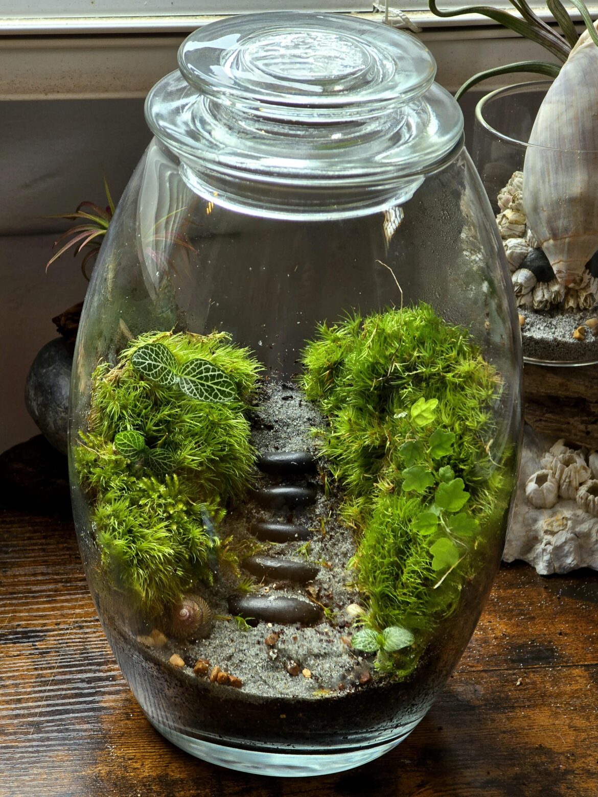 New Mossy Stairs Terrarium by Era of Terra 🌿