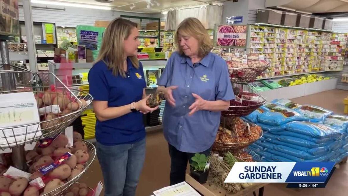 Planting rhubarb, strawberries, and asparagus for early spring