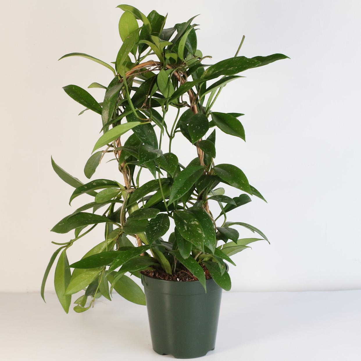 37 Low-Light Houseplants That THRIVE in Darkness