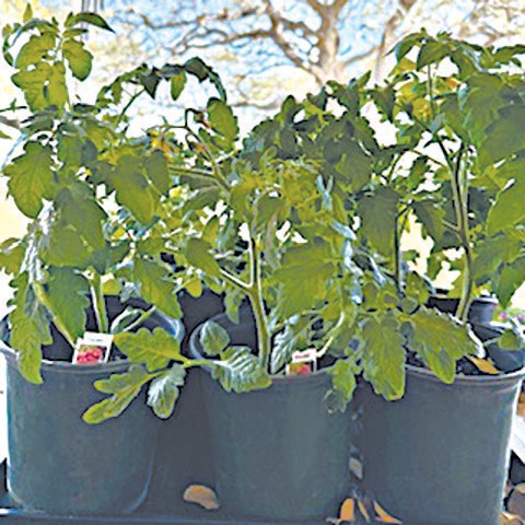 Among the plants available to purchase from the Wilson County Extension Master Gardeners this Saturday at the South Texas Home and Garden Show will be the Rodeo tomato and other tomato varieties, and various herbs, along with cucumbers, peppers, and more. The group also will offer two presentations on gardening, one in the morning and another in the afternoon.