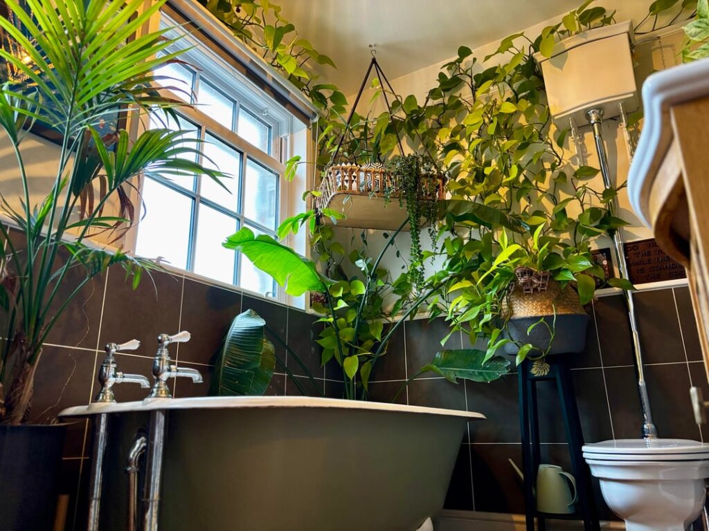 Pothos - After and Before “Glow up”. 5 years and counting.