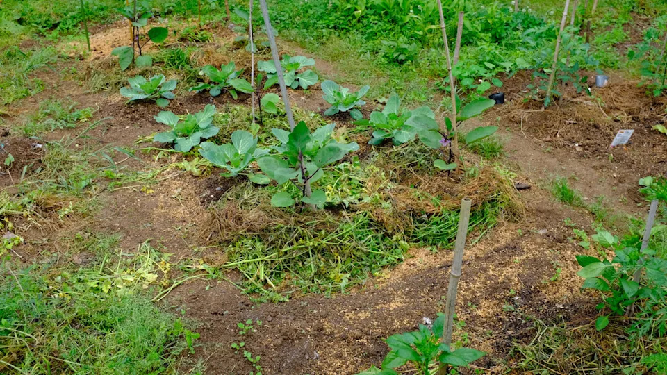 Photo by itotoyu on Getty Images