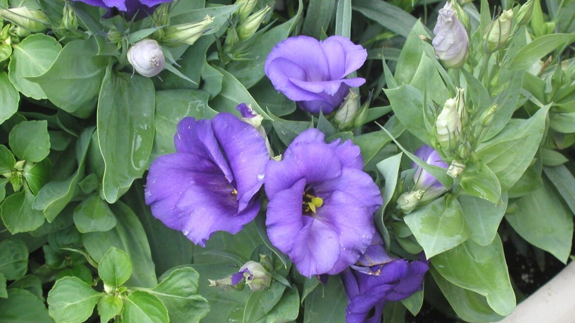 What veggies and flowers should you plant in April? Here’s a rundown What veggies and flowers should you plant in April? Here's a rundown