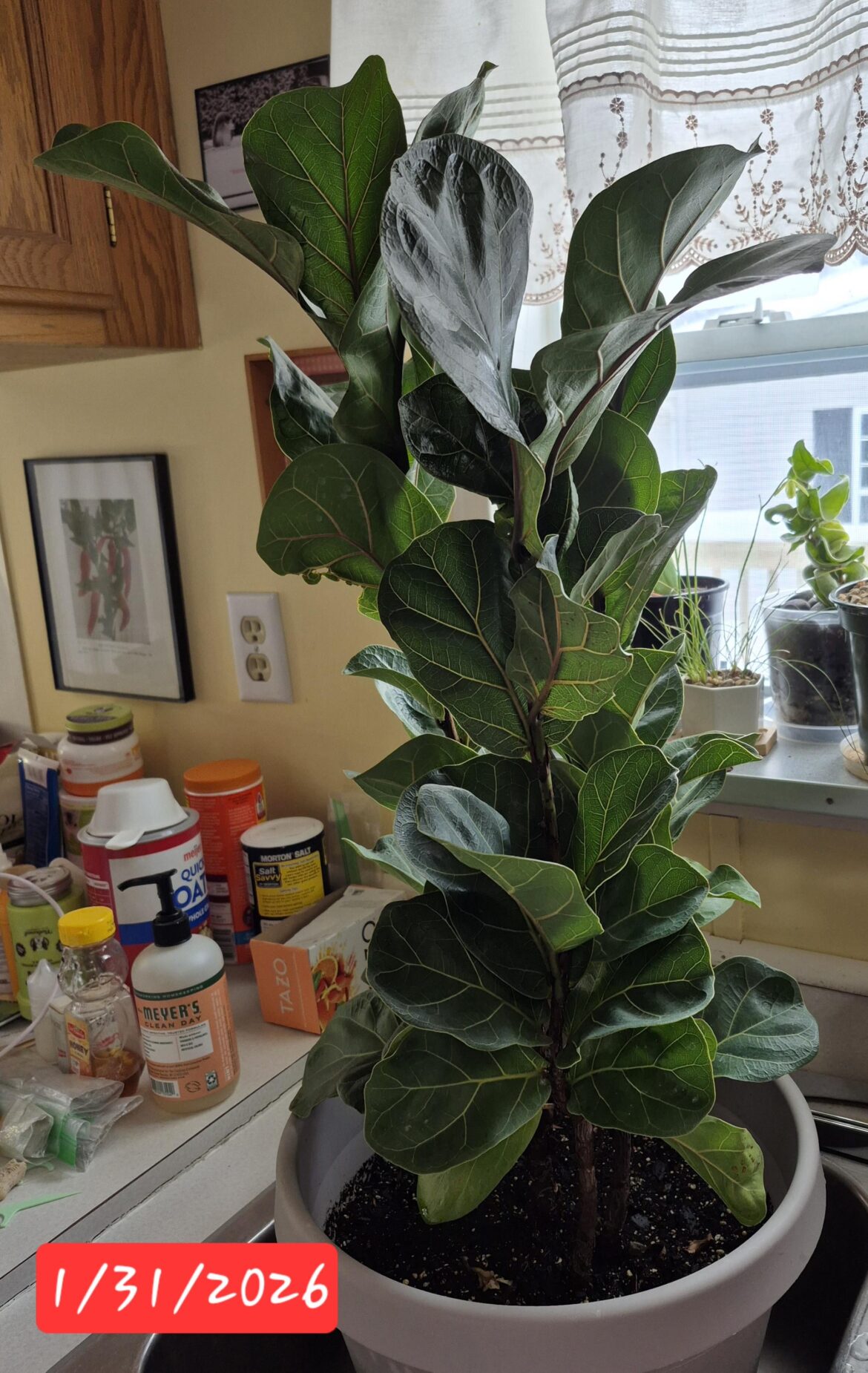 Leaf size