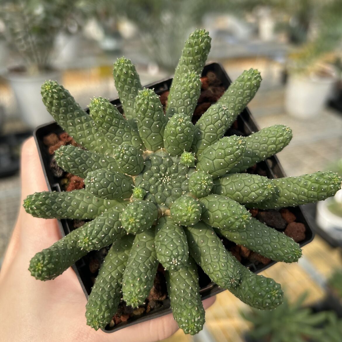 Chubby and Cute Euphorbia esculenta! Chubby and Cute Euphorbia esculenta!