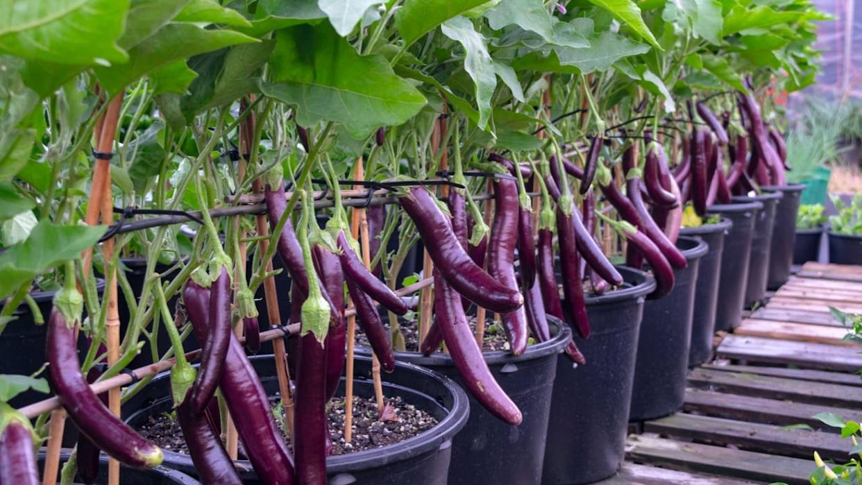 A lot of purple eggplants grow in containers with green leaves