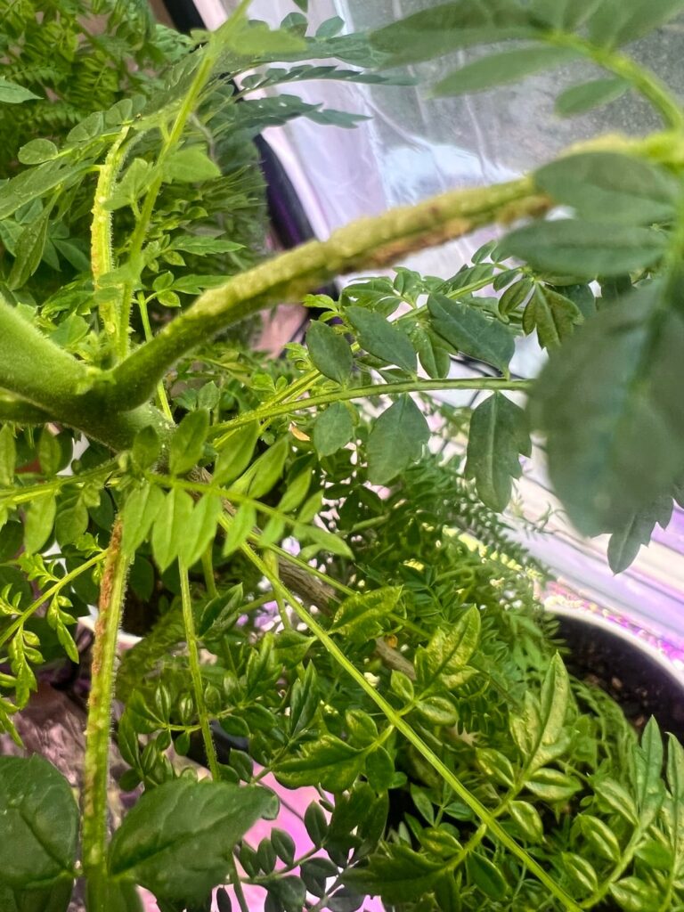 Anyone know what’s on my trees growing indoors