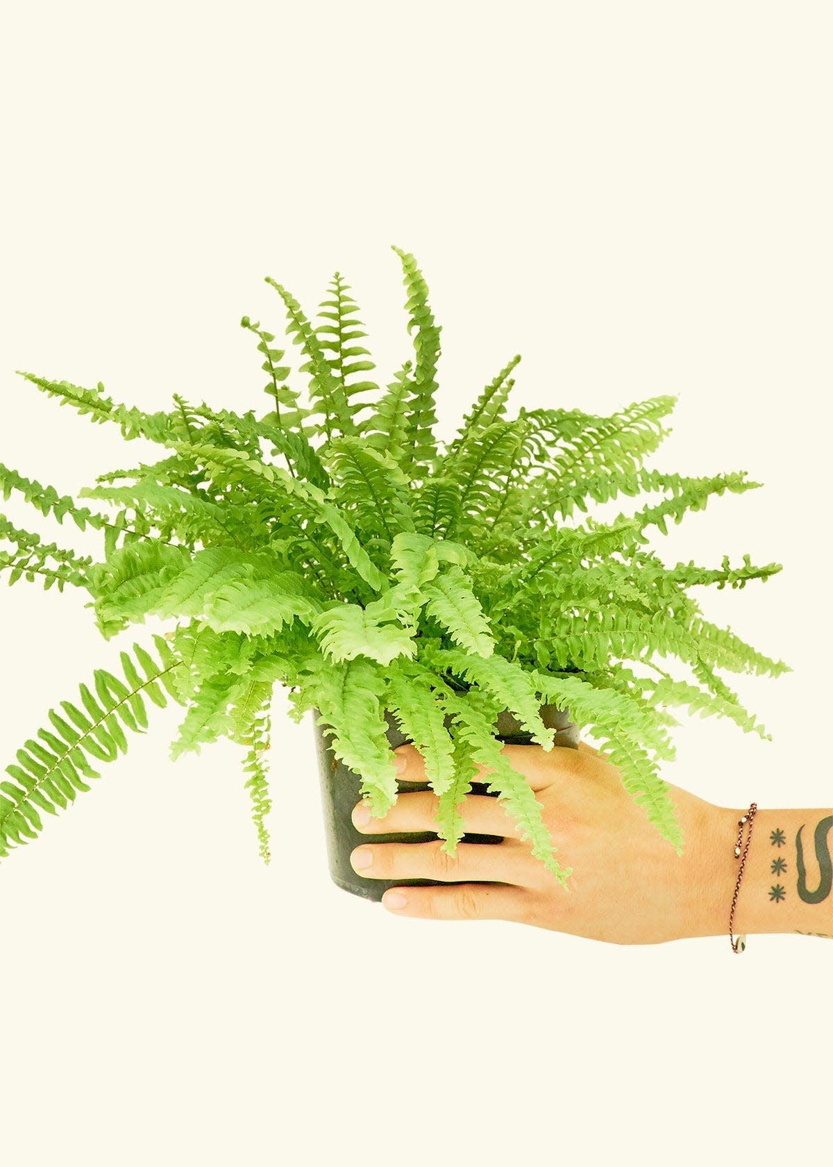 37 Low-Light Houseplants That THRIVE in Darkness