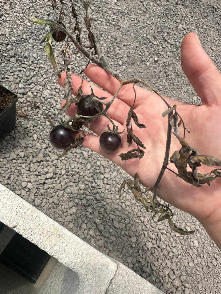 Help! Tomatoes have some sort of mildew/fungus!