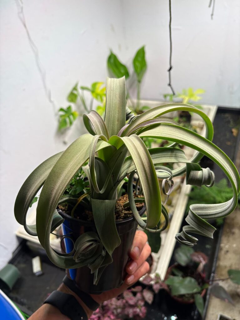 Ok so I found these at my nursery