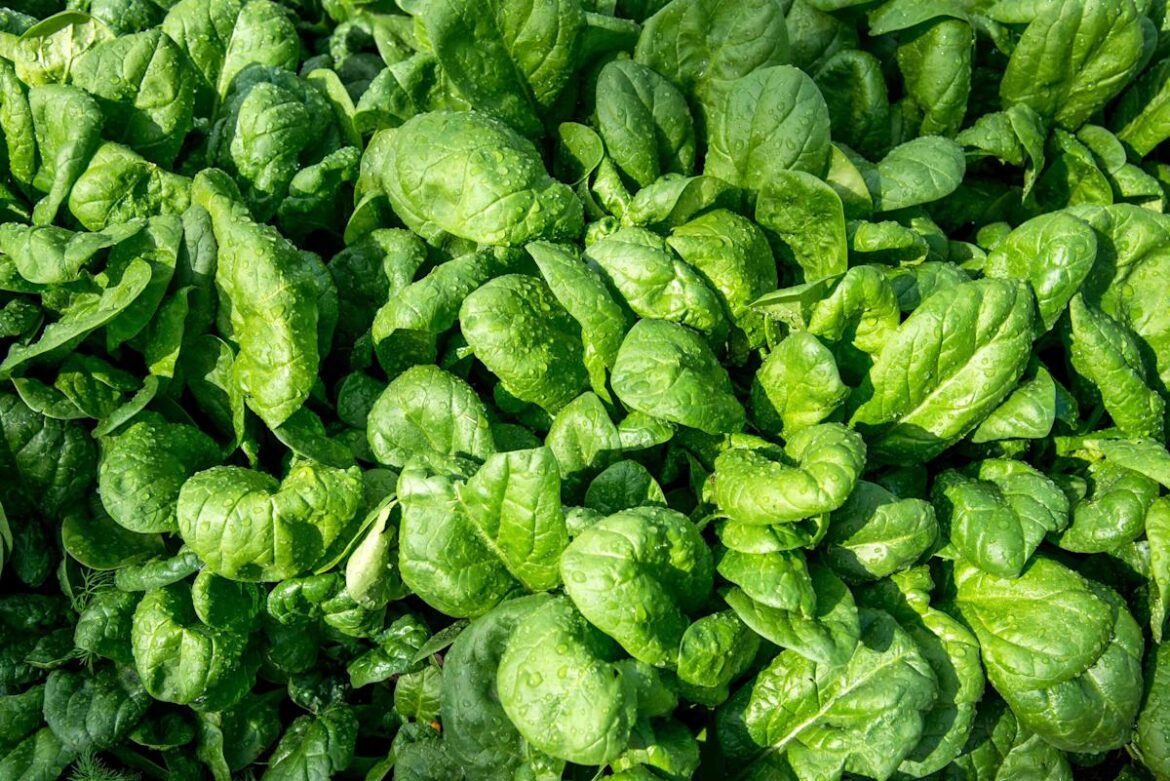 These Spinach Companion Plants Will Help Everything in Your Garden Grow Healthier