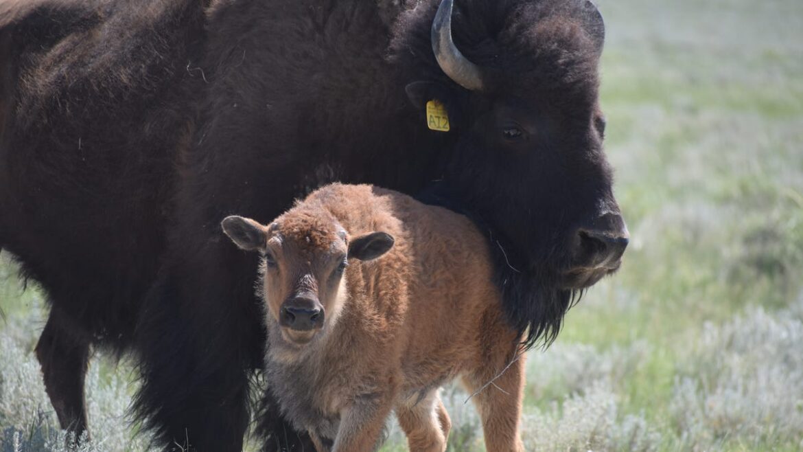 Colorado State offering gardeners free bison manure. How to get yours.
