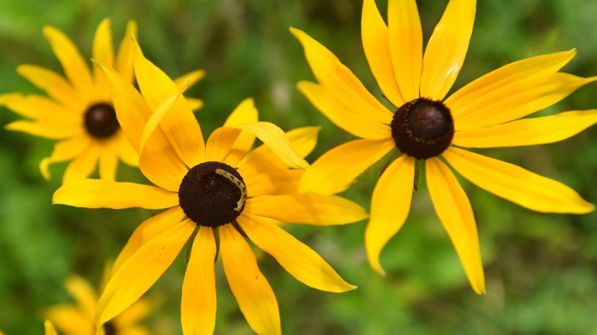 Why native plants make spring gardening easier in New Jersey