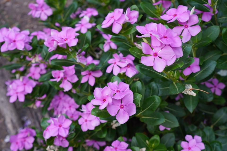 Credit: Penpak Ngamsathain/Getty Images