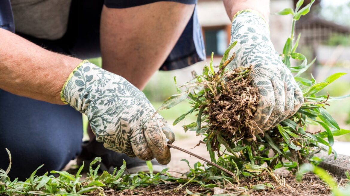 Fond du Lac opens 2026 community garden registration to residents